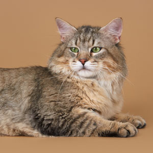 , кошки и котята Pixiebob (пиксибоб)