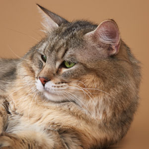 , кошки и котята Pixiebob (пиксибоб)