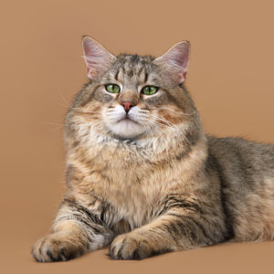 , кошки и котята Pixiebob (пиксибоб)