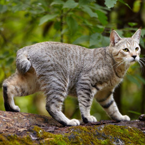 , кошки и котята Pixiebob (пиксибоб)
