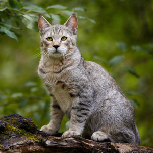, кошки и котята Pixiebob (пиксибоб)