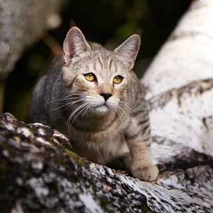 , кошки и котята Pixiebob (пиксибоб)