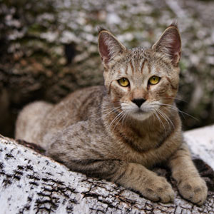 , кошки и котята Pixiebob (пиксибоб)