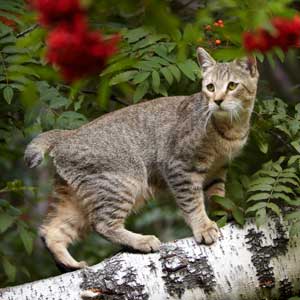 , кошки и котята Pixiebob (пиксибоб)