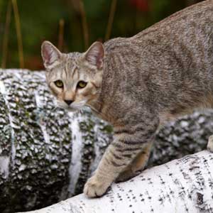 , кошки и котята Pixiebob (пиксибоб)