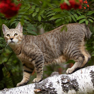 , кошки и котята Pixiebob (пиксибоб)