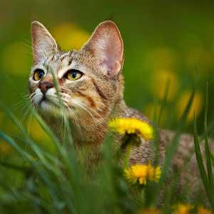 , кошки и котята Pixiebob (пиксибоб)