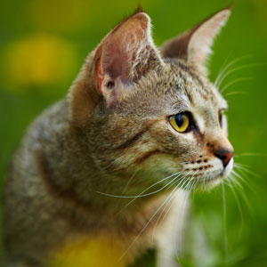 , кошки и котята Pixiebob (пиксибоб)