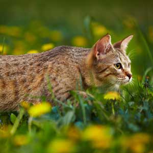 , кошки и котята Pixiebob (пиксибоб)