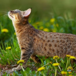 , кошки и котята Pixiebob (пиксибоб)