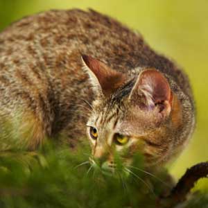 , кошки и котята Pixiebob (пиксибоб)