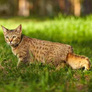 , кошки и котята Pixiebob (пиксибоб)
