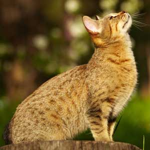 , кошки и котята Pixiebob (пиксибоб)