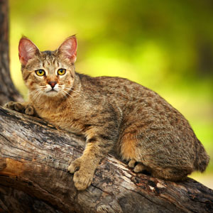 , кошки и котята Pixiebob (пиксибоб)
