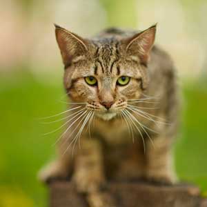, кошки и котята Pixiebob (пиксибоб)