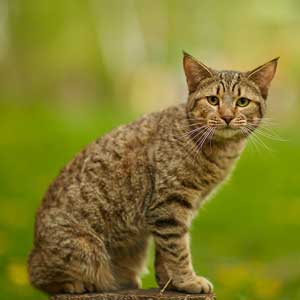 , кошки и котята Pixiebob (пиксибоб)