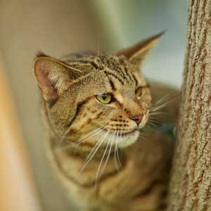 , кошки и котята Pixiebob (пиксибоб)
