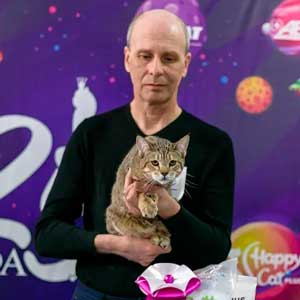 , кошки и котята Pixiebob (пиксибоб)