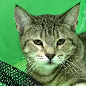 , кошки и котята Pixiebob (пиксибоб)