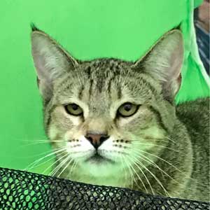 , кошки и котята Pixiebob (пиксибоб)