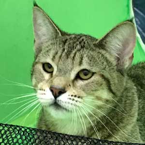 , кошки и котята Pixiebob (пиксибоб)
