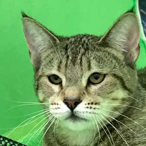 , кошки и котята Pixiebob (пиксибоб)