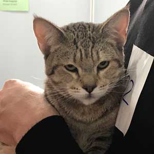 , кошки и котята Pixiebob (пиксибоб)