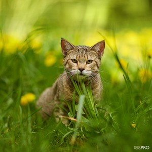, кошки и котята Pixiebob (пиксибоб)