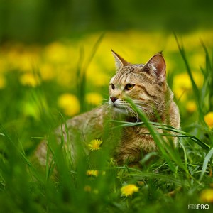 , кошки и котята Pixiebob (пиксибоб)