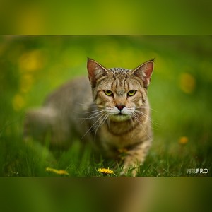 , кошки и котята Pixiebob (пиксибоб)