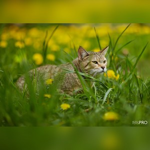, кошки и котята Pixiebob (пиксибоб)