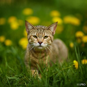 , кошки и котята Pixiebob (пиксибоб)