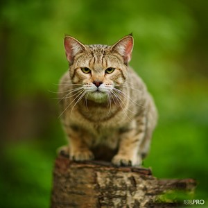 , кошки и котята Pixiebob (пиксибоб)