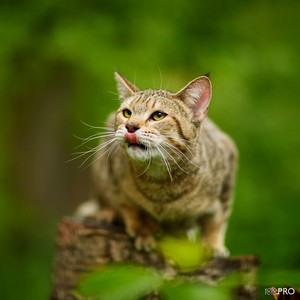 , кошки и котята Pixiebob (пиксибоб)