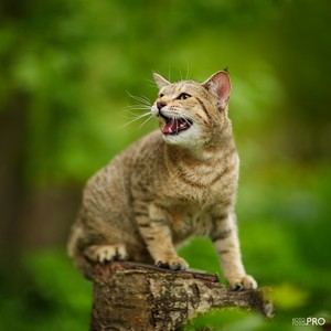 , кошки и котята Pixiebob (пиксибоб)