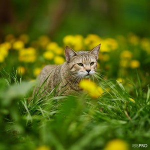 , кошки и котята Pixiebob (пиксибоб)