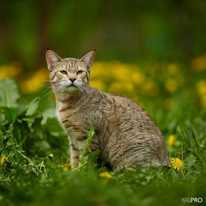 , кошки и котята Pixiebob (пиксибоб)