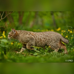 , кошки и котята Pixiebob (пиксибоб)