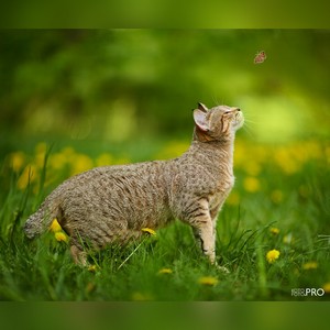 , кошки и котята Pixiebob (пиксибоб)