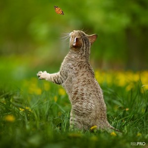 , кошки и котята Pixiebob (пиксибоб)