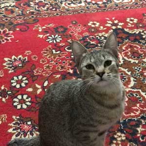 Emma(Эмма), кошки и котята Pixiebob (пиксибоб)