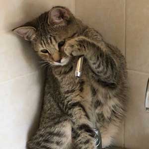 , кошки и котята Pixiebob (пиксибоб)
