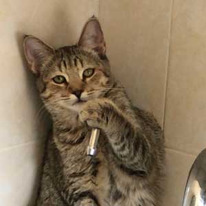 , кошки и котята Pixiebob (пиксибоб)