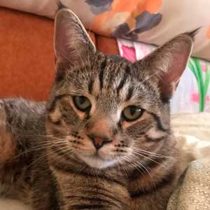 Buba(Буба), кошки и котята Pixiebob (пиксибоб)