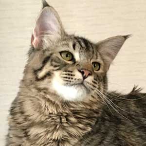 , кошки и котята Pixiebob (пиксибоб)