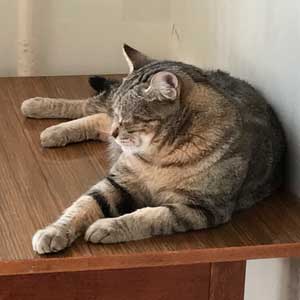 , кошки и котята Pixiebob (пиксибоб)