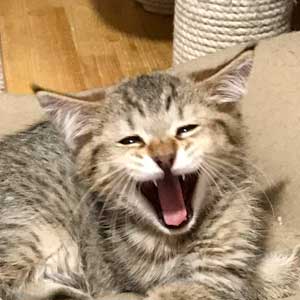 Cuba(Кубик), кошки и котята Pixiebob (пиксибоб)