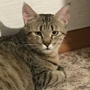 FairyBerendey Yota(Йота), кошки и котята Pixiebob (пиксибоб)