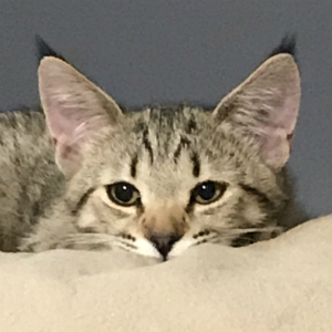 Katuysha (Катюша), кошки и котята Pixiebob (пиксибоб)