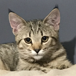 Katuysha (Катюша), кошки и котята Pixiebob (пиксибоб)
